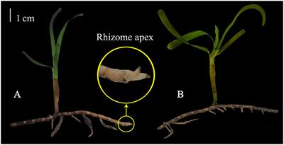 Plant growth regulators improve the growth and physiology of transplanted Thalassia Hemprichii fragments